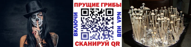 хочу наркоту  Нефтекумск  Галлюциногенные грибы Magic Shrooms 